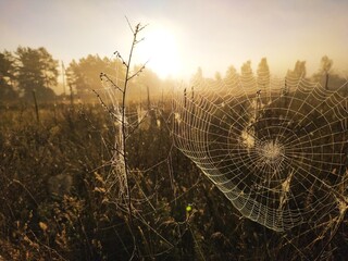 spider web with dew drops morning sunrise
