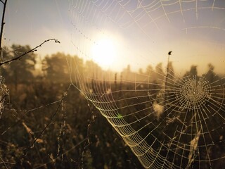 spider web with dew drops