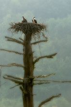 Large Dead Tree With Osprey Nest On Top