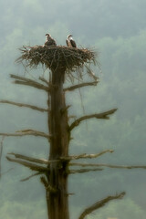 Large dead tree with osprey nest on top