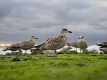 Seagull Meeting