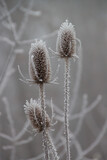 Fototapeta Dmuchawce - Karde im Frost