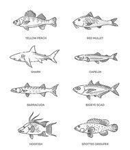 Set Of Vector Outline Fish Icons. Vector Flat Collection