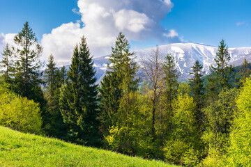 Wall Mural - forest on the alpine meadow in spring. beautiful countryside scenery in morning light. clouds on the