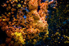Orange Sea Anemone On A Coral Reef