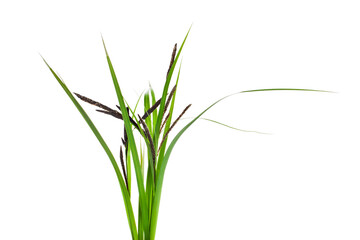 Canvas Print - Grass stems with leaves isolated on a white background.