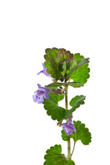 Canvas Print - Creeping charlie (Glechoma hederacea) know as ground-ivy, gill-over-the-ground, alehoof, tunhoof, catsfoot, field balm, run-away-robin isolated on a white background.