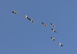 Many flying goose, blue sky