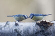 Closeup of two cute blue tit sitting on a log feeding or kissing each other