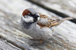 Eurasian tree sparrow or German sparrow bird sitting on a plank