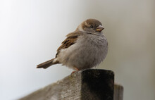 House Sparrow Or English Sparrow Bird Sitting On A Plank