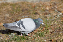 Closeup Of A Dove (latin: Columbidae) On The Grass