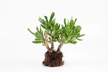 Jade Plant 'Gollum' (Crassula Ovata) Houseplant Out Of A Pot On White Background