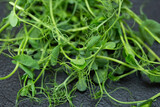 Fototapeta Kuchnia - Young microgreen vegetable peas. Raw sprout vegetables germinated from plant seeds