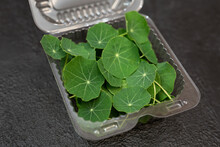 Microgreen, Nasturtium Leaf In A Transparent Plastic Box