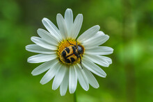 Close Up Of A Bee Beetle Sitting On A Marguerite Flower