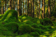 Large Rocks Covered With A Thick Layer Of Green Moss