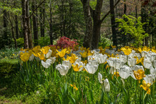 Yellow And White Tulips Closeup