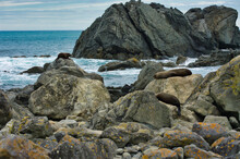Three New Zealand Fur Seals (Arctocephalus Forsteri) Resting On The Rocks Of Tarkirae Head, In The Extreme South Of North Island
