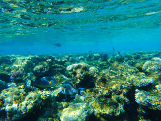 Wall Mural - Sohal surgeon fish at the Red Sea swims in shallow water by the beach