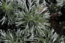 Closeup Of The Feathery Leaves On A Silver Mound Plant