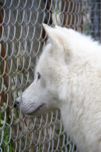 Wolf Looking Through A Fence