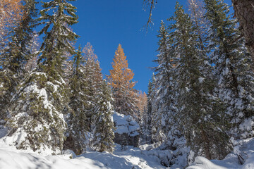 Wall Mural - Orange larch in the middle of firs after a snowfall in a forest, Dolomites, Italy. Concept: winter landscapes of the Dolomites, Christmas atmosphere, Unesco world heritage, calm and serenity