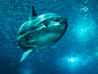ocean sunfish swimming underwater
