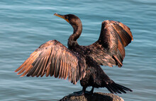 Cormorant Sunbathing With Open Wings In The Sea