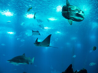 exotic fish swimming underwater