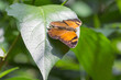 Bunter Schmetterling