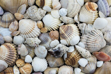 Assorted Sea Shells. Panels Made Of Various Shells
