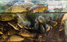 Close Up Of Lot Of Live Carps In Water In Hypermarket
