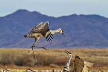 Leaping Avian Combatant Is Sandhill Crane In Mid Air Jump