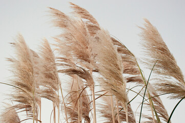 Wall Mural - Pampa grass with cloudy sky