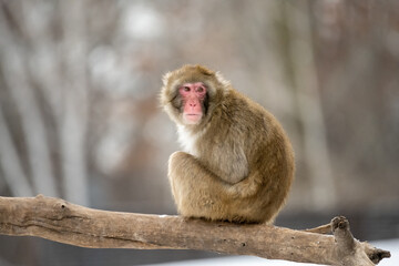 Poster - japanese macaque sitting on a tree. Snow monkey