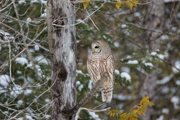 barred owl in snowy perch