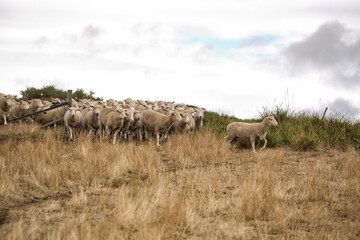 Wall Mural - Sheep in Paddock