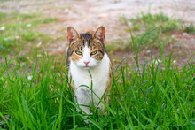 A Beautiful Green Eyed Tabby Calico Mix Cat Walks Through Tall Green Grass In Athens, Greece.