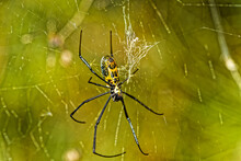 Underside View Of Golden Orb-web Spider