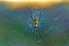 Brightly Colored Golden Orb-web Spider