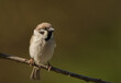 Mazurek, wróbel polny (Passer montanus) – Eurasian tree sparrow