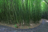 Fototapeta  - Green bamboo in Beijing Botanical Garden