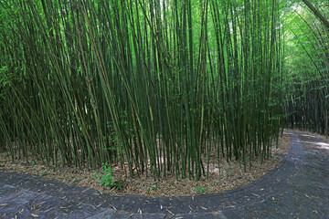  Green bamboo in Beijing Botanical Garden