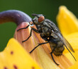 Mucha domowa (Musca domestica) – Housefly