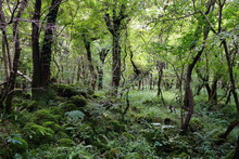 Mossy Rocks And Fern In The Dense Summer Forest
