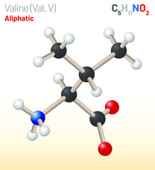 Valine (Val, L) amino acid molecule. (Chemical formula C5H11NO2) used in the biosynthesis of protein. Ball-and-stick model, space-filling model and skeletal formula. Layered vector illustration