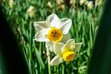 Beautiful Daffodils On The Banks Of The River