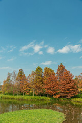 Wall Mural - Larix laricina, commonly known as the tamarack, hackmatack, eastern, black, red or American larch in Hong Kong Wetland Park in autumn season