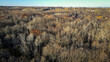 © Nealj121 - Autumn treetops over park with horizon